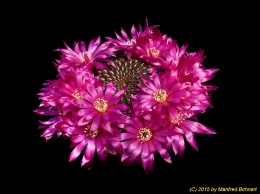 Sulcorebutia tiraquensis v. totorensis HS151 2098